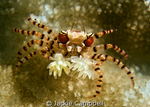 Tiny boxer crab...about 1-2cm . They are constantly movin... by Jackie Campbell 